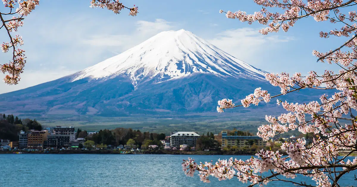 cherry blossom forecast